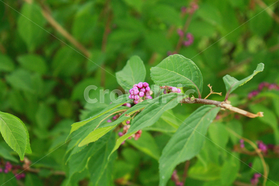 식물,열매,plant,좀작살나무,보라색,purple,식물,자연,plants,nature,과일,열매,fruit