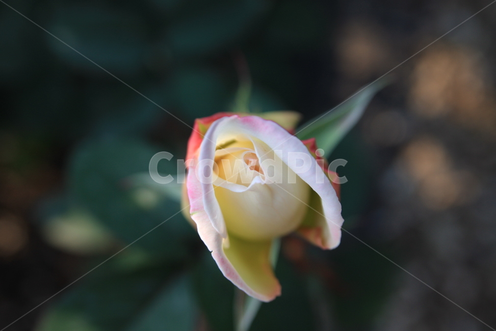꽃,오월,장미,봄꽃,축제,향기,rose,흰장미,봄,계절,spring,season,식물,자연,plants,nature,꽃,flower,plant,blossom