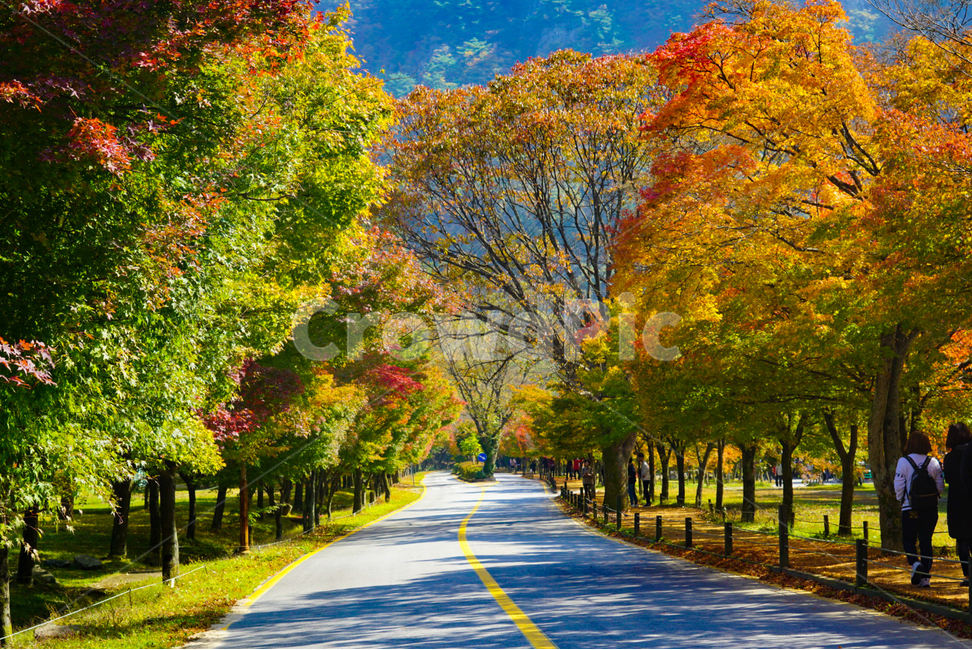풍경,단풍,길,나무,산,가을,계절,fall,autumn,season,자연,풍경,nature,landscape,road,도로,asphalt,아스팔트