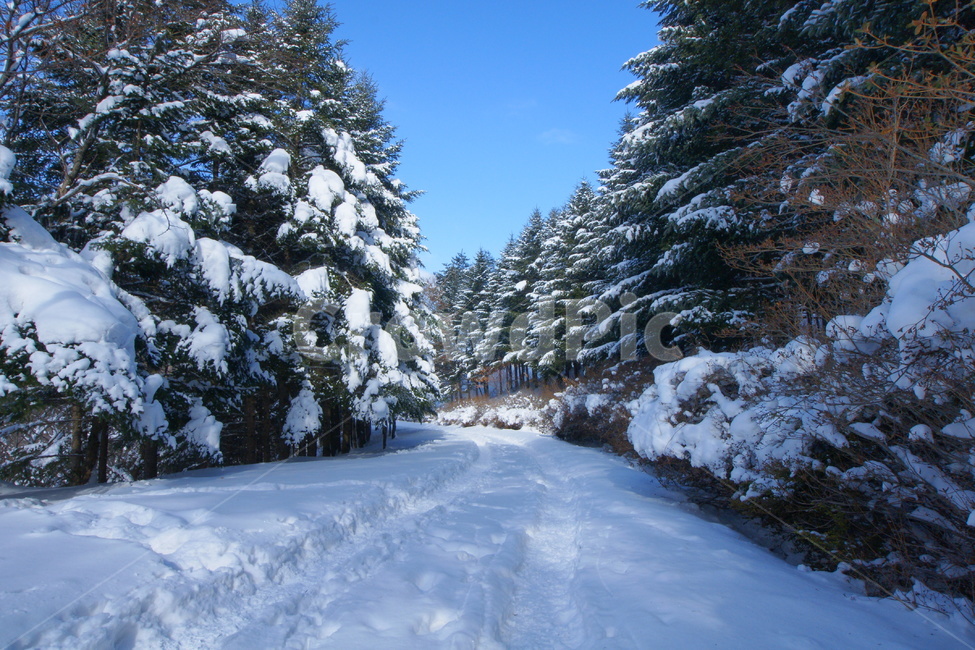 설경,무주,덕유산,국립공원,구천동,독일가문비,겨울,계절,winter,season,자연,풍경,nature,landscape,한국자연풍경,한국자연경관,korea nature landscape,plant,식물,tree,나무,fir,전나무,abies,아비
