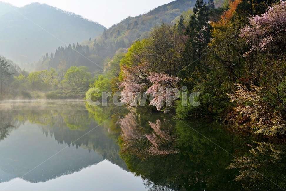 전남,화순,세량지,세량제,저수지,벚꽃,산벚꽃,봄,계절,반영,물안개,여명,아침,nature,자연,outdoors,옥외,water,물,plant,식물,fir,전나무,tree,나무,weather,날씨,경치,경관,풍경