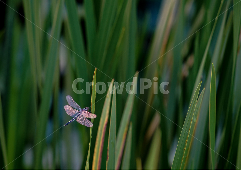 잠자리,식물,수변,곤충,겹눈,풀잎,동물,animal,곤충,벌레,insect,bug