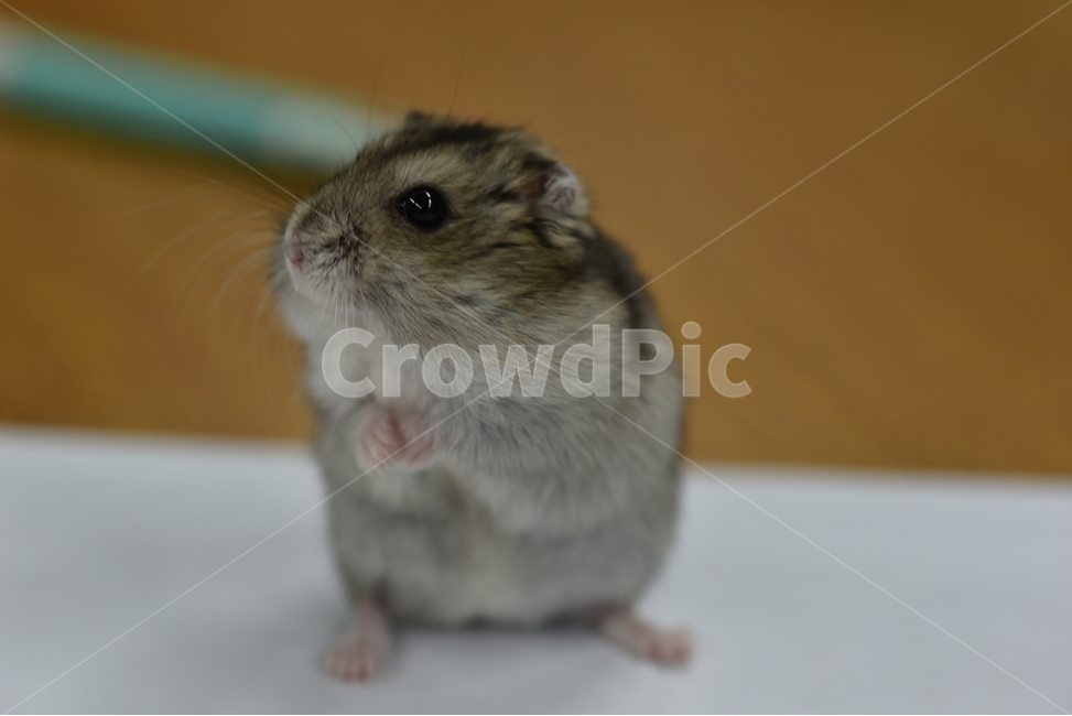 햄스터,동물,애완동물,포유류,펫,귀여움,귀여운,hamsters,mammals,pets,pet,cute,동물,animal,포유류,mammal