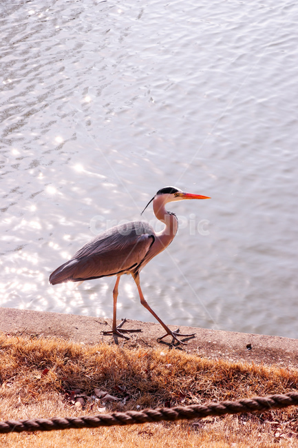 동물,animal,자연,새,bird,stork,황새,동물,animal,조류,새,birds