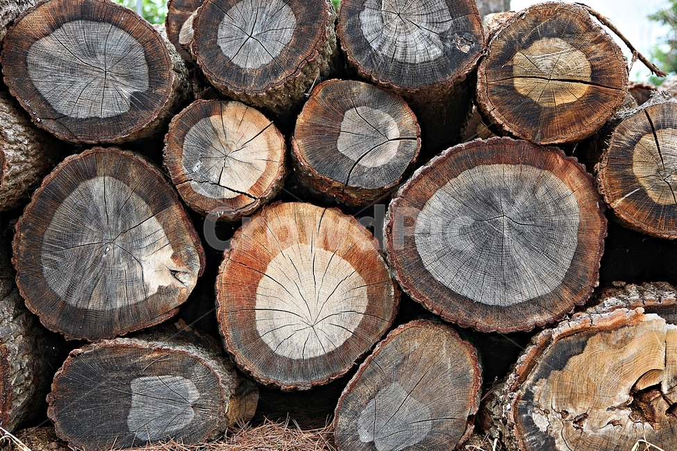 장작,통나무,나무,참나무,나이테,므늬,모양,나무,trees,wood