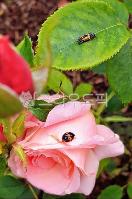 ladybird,larva,plant,ladybug,rose,flower,ladybirdlarvae