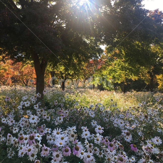 숲속,꽃,flower,햇살,힐링