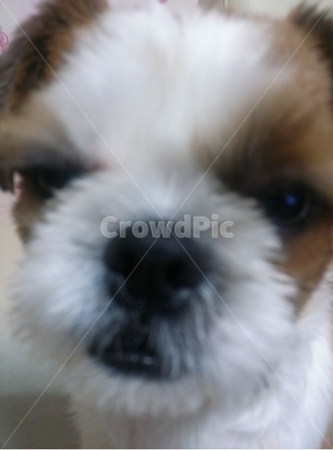 동물,animal,개,dog,강아지,puppy,시츄,shihtzu,귀여운,cute,개,강아지,dog,doggy