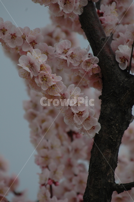 봄,벚꽃,벚꽃축제,벚꽃개화,만개한벚꽃,봄,계절,spring,season,plant,식물,flower,꽃,cherry blossom,blossom