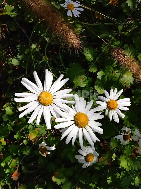 쑥부쟁이,식물,flower,plant,다년생초본식물,국화과,식물,자연,plants,nature,꽃,flower