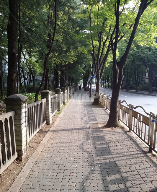 도로,길,나무,풀,아스팔트,자연,풍경,nature,landscape,railing,난간,handrail,banister