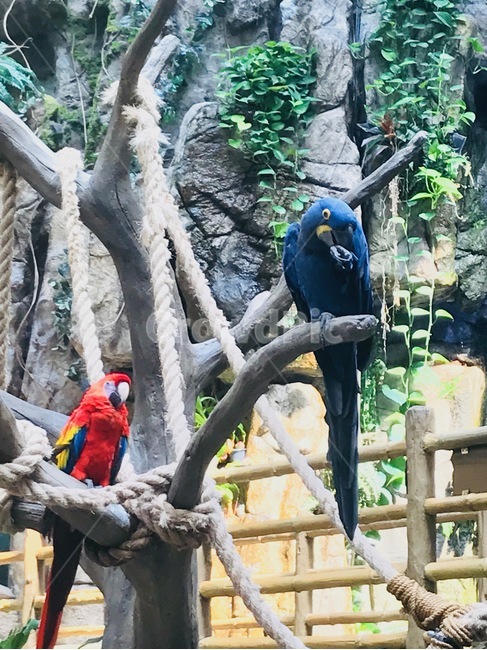 동물,앵무새,조류,동물원,새,동물,animal,조류,새,birds