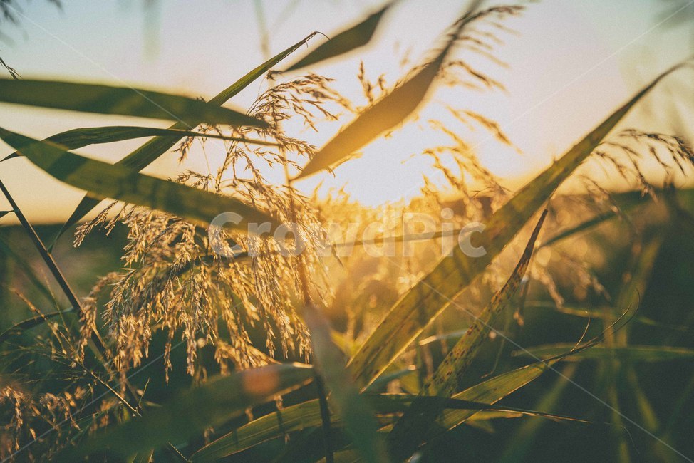 가을,노을,해질녘,자연,감성,sunset,가을,계절,fall,autumn,season,grass,잔디,plant,식물,lawn