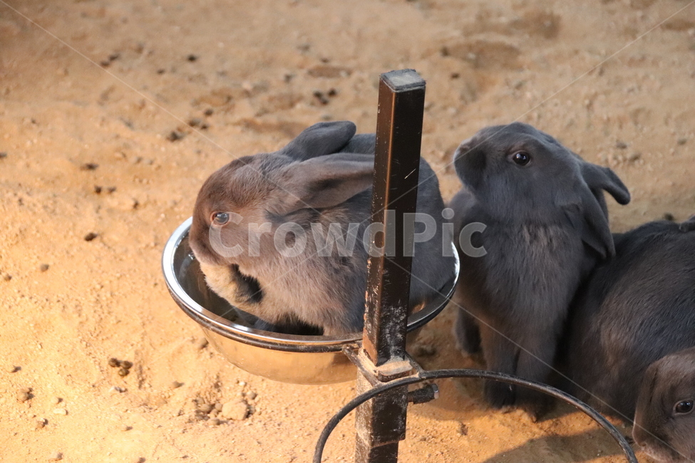 토끼,귀여움,자연,순함,자유로움,동물,animal,포유류,mammal