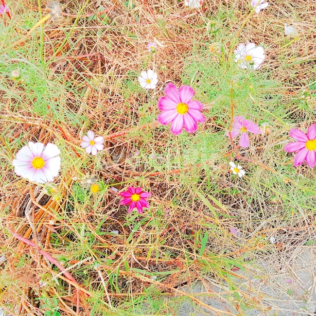 코스모스,가을,꽃,식물,풀,분홍,핑크,하양,식물,자연,plants,nature,꽃,flower