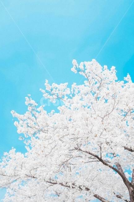스냅,감성사진,필름,필름느낌,필카,벚꽃,벚꽃축제,벚꽃여행,봄,계절,여행,국내여행,봄,계절,spring,season,식물,자연,plants,nature,나무,trees,wood,감성,sensible,feeling,색깔,색상,색채,색감,color sense,color sensitivity,feeling of color,outdoors,옥외,ice,빙