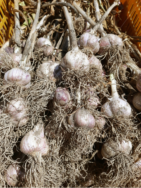 마늘,갈릭,야채,채소,요리재료,밭,농촌,농작물,수확,음식,농산물,농사,식재료,요리,더미,많은,쌓기,뿌리,농업