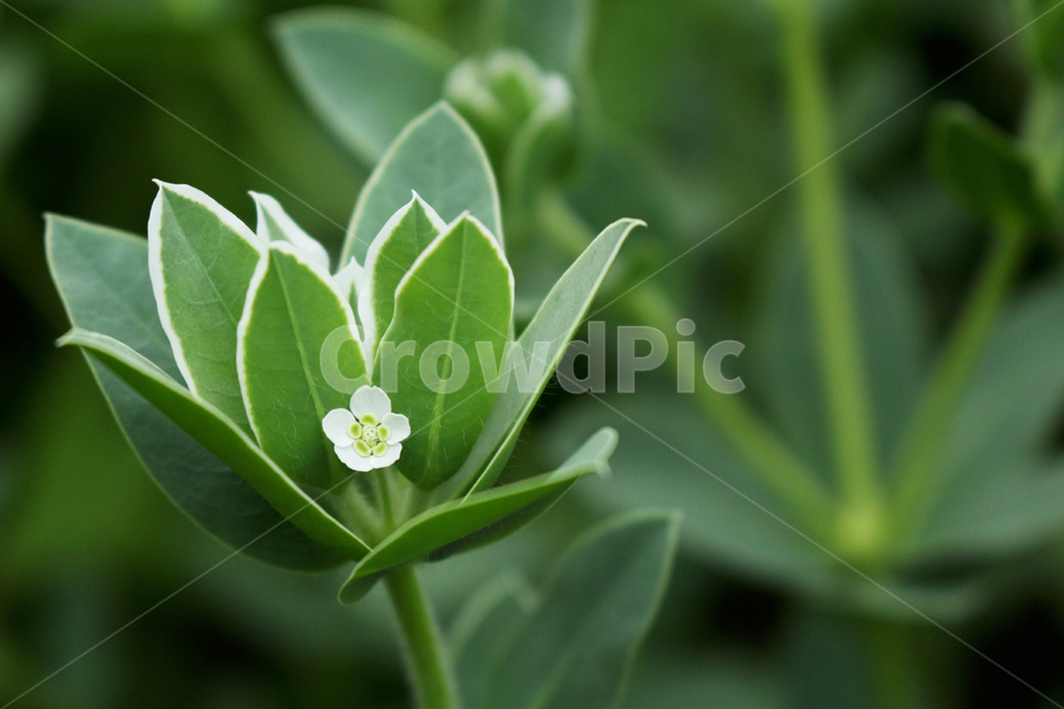 꽃,식물,flower,plant,야생화,식물,자연,plants,nature,꽃,flower