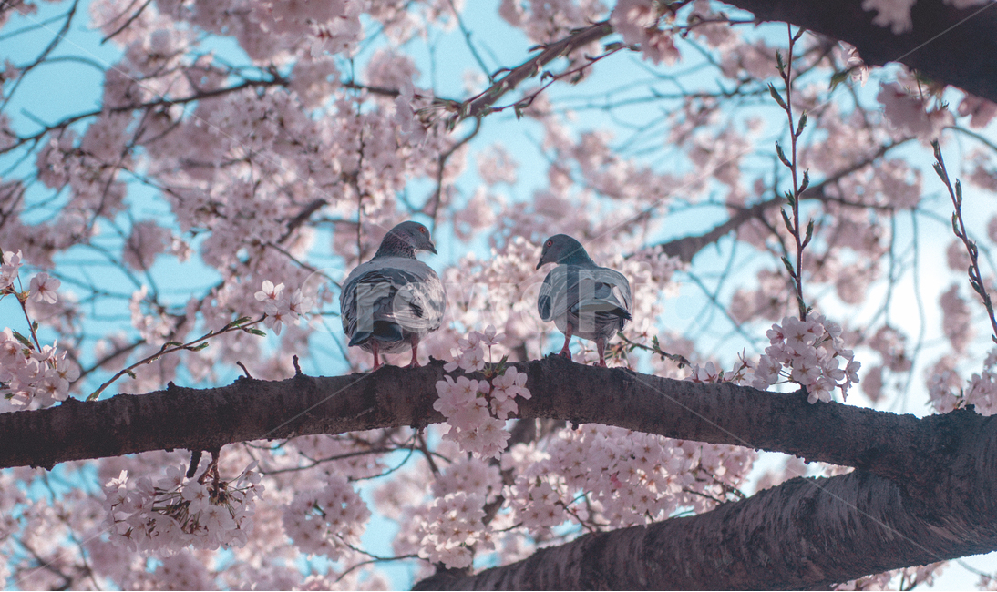 fancy,Cherry Blossom,Spring background,in full bloom,spring flowers,spring,background image,spring image,petal,plants,background photo,season,spring background,pretty,spring photo,nature,full bloom,flower,wildflowers,background,plant