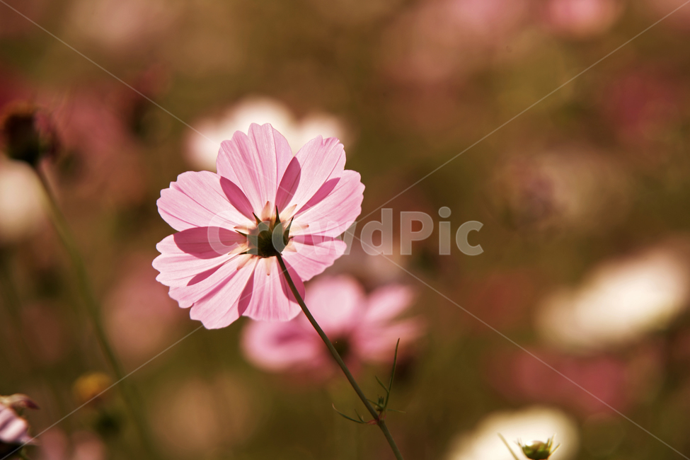코스모스,가을,계절,꽃,식물,야생화,꽃밭,핑크,분홍색,식물,자연,plants,nature,꽃,flower