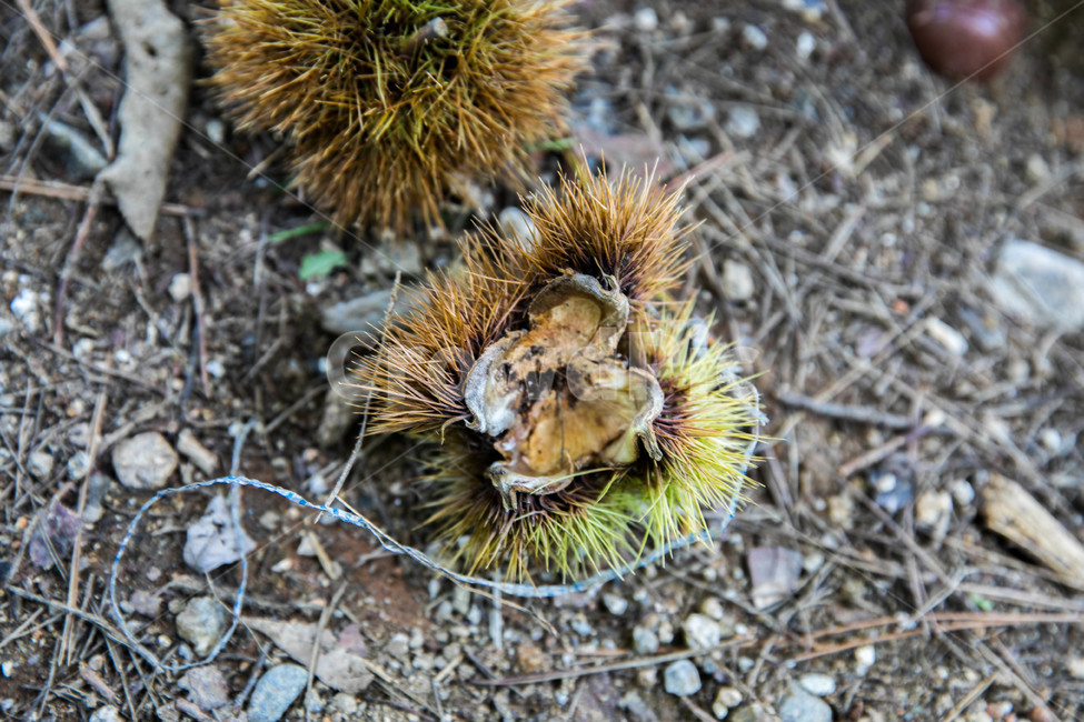 가을,밤,껍질,밤껍질,떨어진,과일,열매,fruit