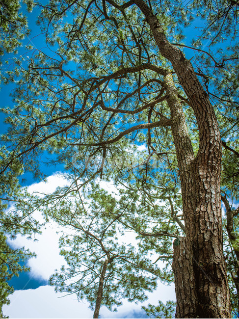 tree,나무,식물,treetrunk,나무줄기,phillppines,park,sky,green,blue,식물,자연,plants,nature,나무,trees,wood