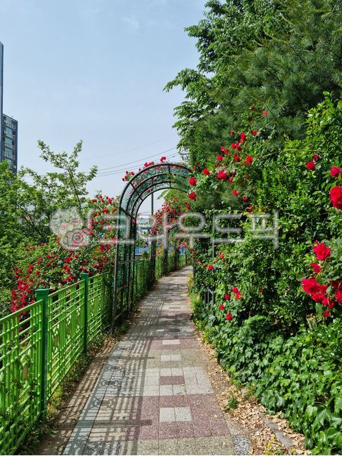 rose vine,Rose,tree radish,spring,spring flowers,trail,road,Handrail,park,green,nature,Red,outdoor,sidewalk block,plant,road name,rose,garden,arch,fence
