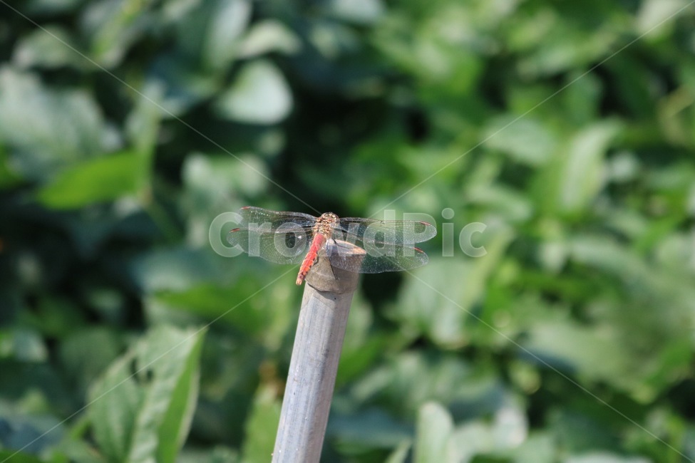 잠자리,곤충,날개,자연,초록,dragonfly,tonbo,insect,konchuu,wings,tsubasa,nature,green,midori,주황,orange,orenziiro,동물,animal,곤충,벌레,insect,bug