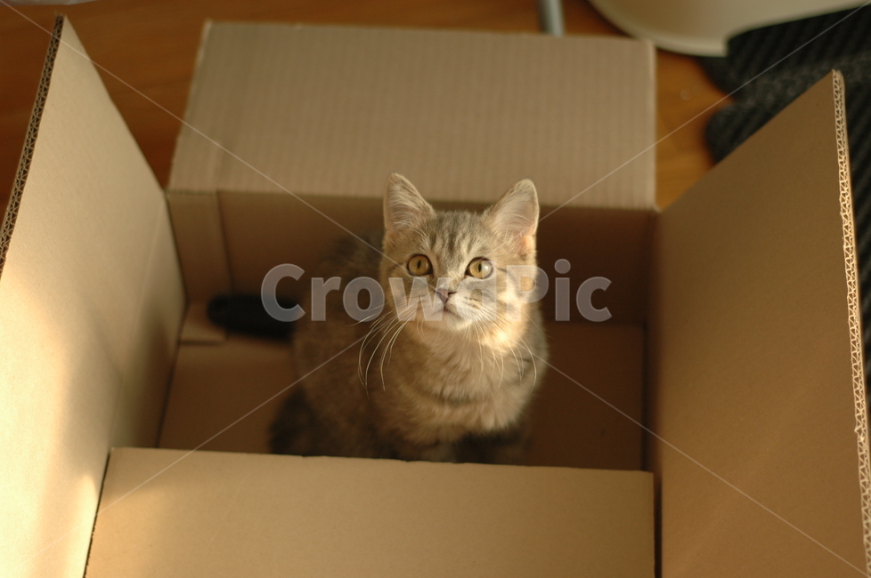 고양이,애완동물,반려동물,생명,포유류,아기,아기고양이,상자,박스,짐승,동물,안락한,귀여운,줄무늬,반려묘,호기심가득한,사랑스러운,cat,kitty,feline,box,animal,lovely,pet,pluffy,동물,animal,포유류,mammal,고양이,cat,kitten,kitty