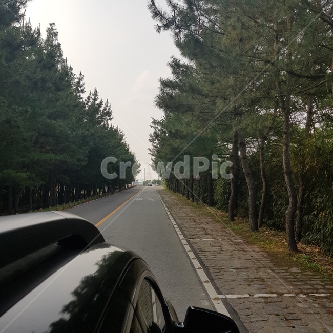 가로수,드라이브,자연,침엽수,풍경,흐린날