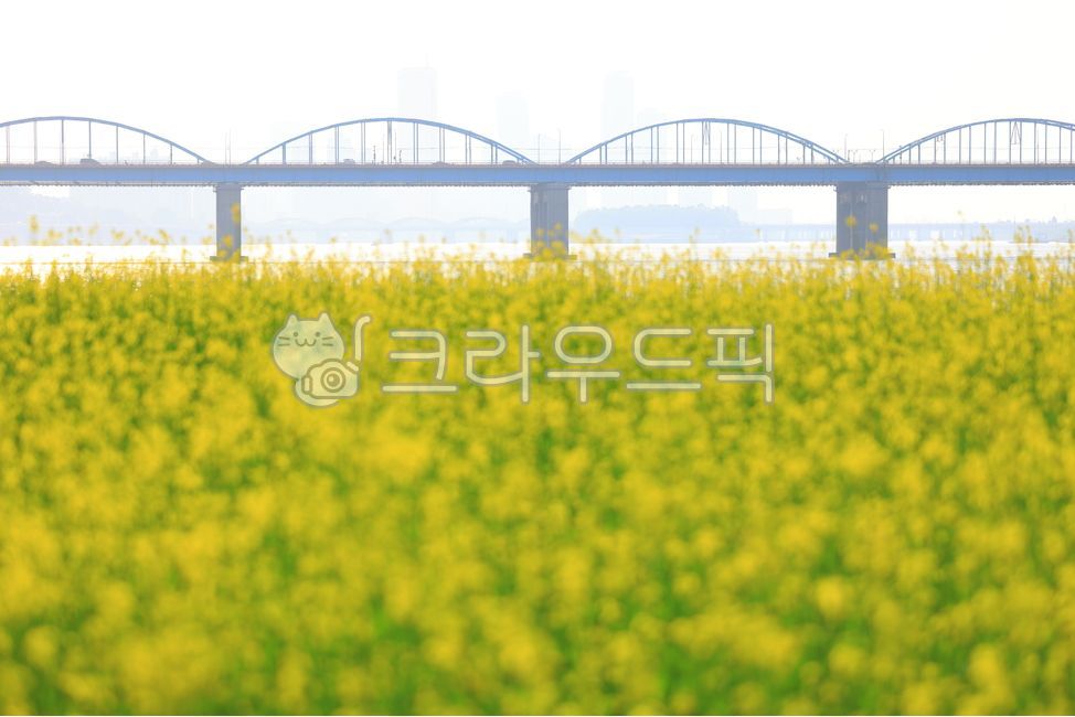 필드,유채꽃,꽃,유채꽃받,자연,서래섬유채꽅밭,노란꽃,봄이미지,봄,서래섬,한강교,한강다리