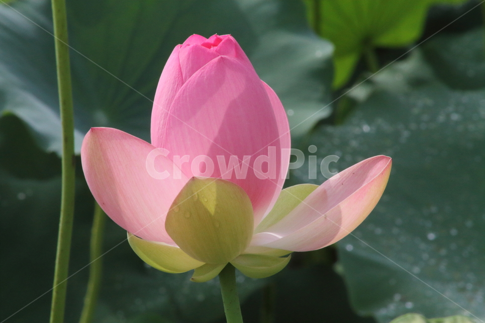연,연꽃,꽃,식물,lotus,식물,자연,plants,nature,꽃,flower