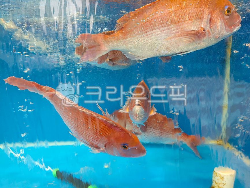 물고기,도미,참돔,생선,어류,animal,동물,fish,물,water,바닷고기,해물,선어,횟감,고급어종,수족관,어시장,aquatic,물의,공기방울,투명한