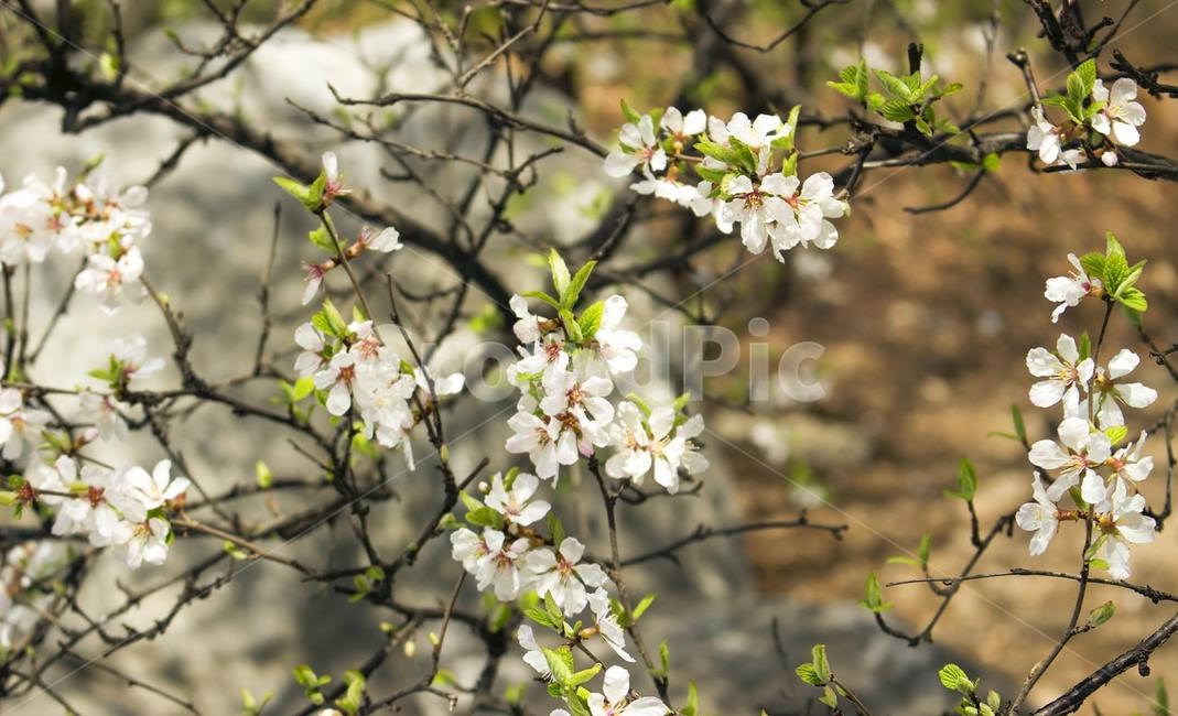 plant,식물,blossom,꽃,바위,식물,자연,plants,nature,꽃,flower