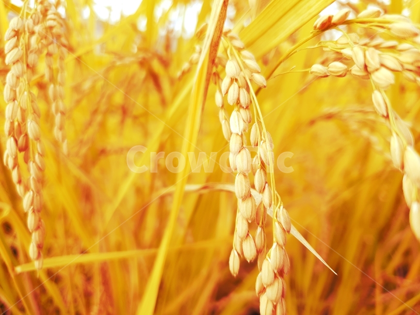 식물,plant,벼,가을,따뜻한가을,풍성한가을,황금빛,노랑색,풍요,잘익은벼,곡류,곡식,cereals