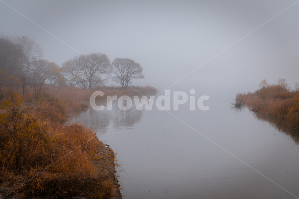 풍경,안개,물안개,북한강,남양주,갈대,갈색,나무,새벽,몽환,가을,계절,fall,autumn,season,자연,풍경,nature,landscape,weather,날씨,outdoors,옥외