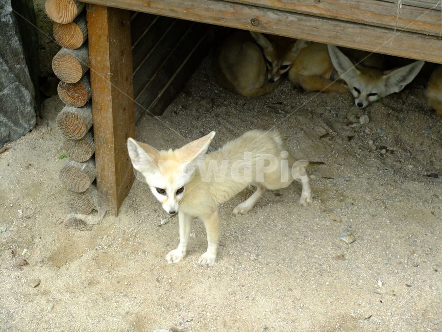 사막여우,여우,동물,desertfox,사막동물,자연,서울대공원