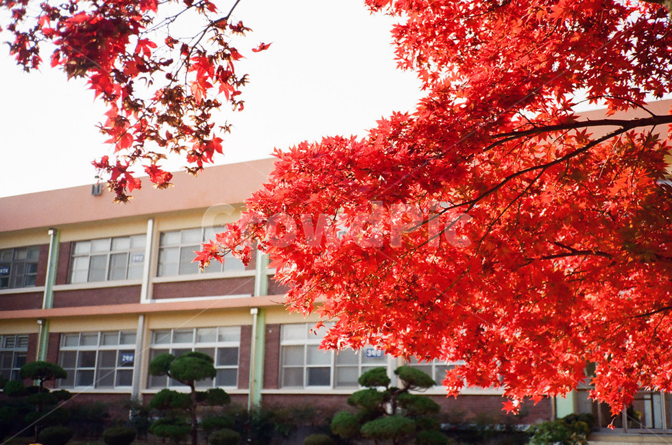 초등학교,단풍,학교,빨간단풍,단풍나무,붉은단풍,가을,maple,가을,계절,fall,autumn,season,식물,자연,plants,nature,나무,trees,wood,tree,plant,leaf,잎