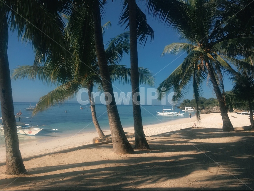 야자나무,해변,여름,휴가,palm,해변,바다,beach,sea