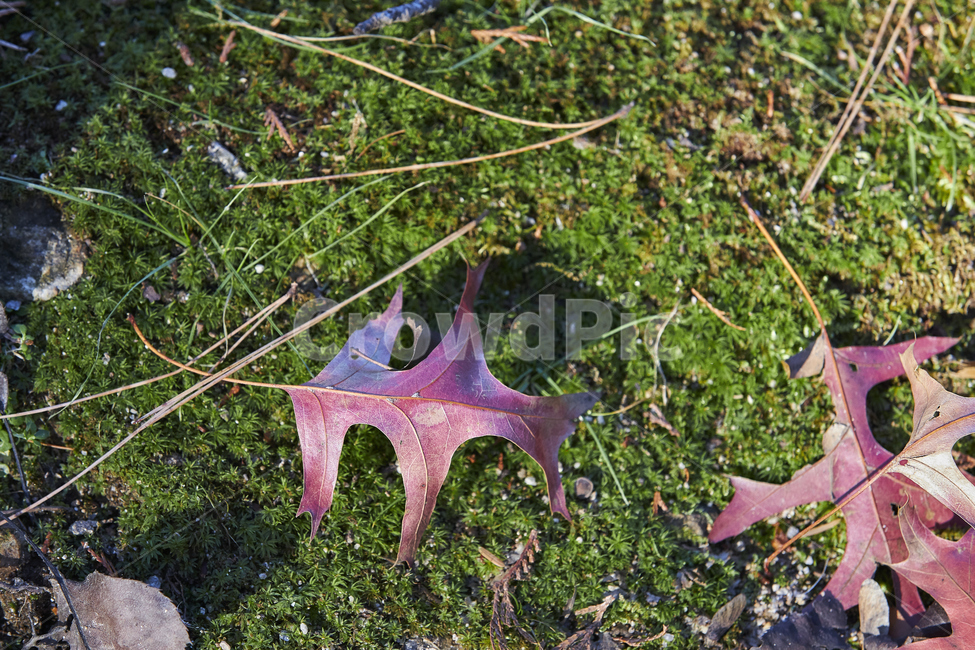 낙엽,늦가을,단풍잎,식물,초록,가을,계절,fall,autumn,season
