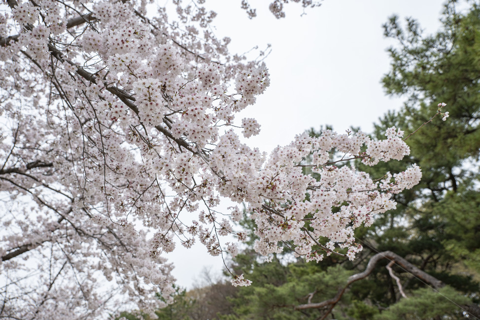 벚꽃,봄,봄꽃,벚나무,나무,꽃,plant,식물,cherryblossom,flower,blossom