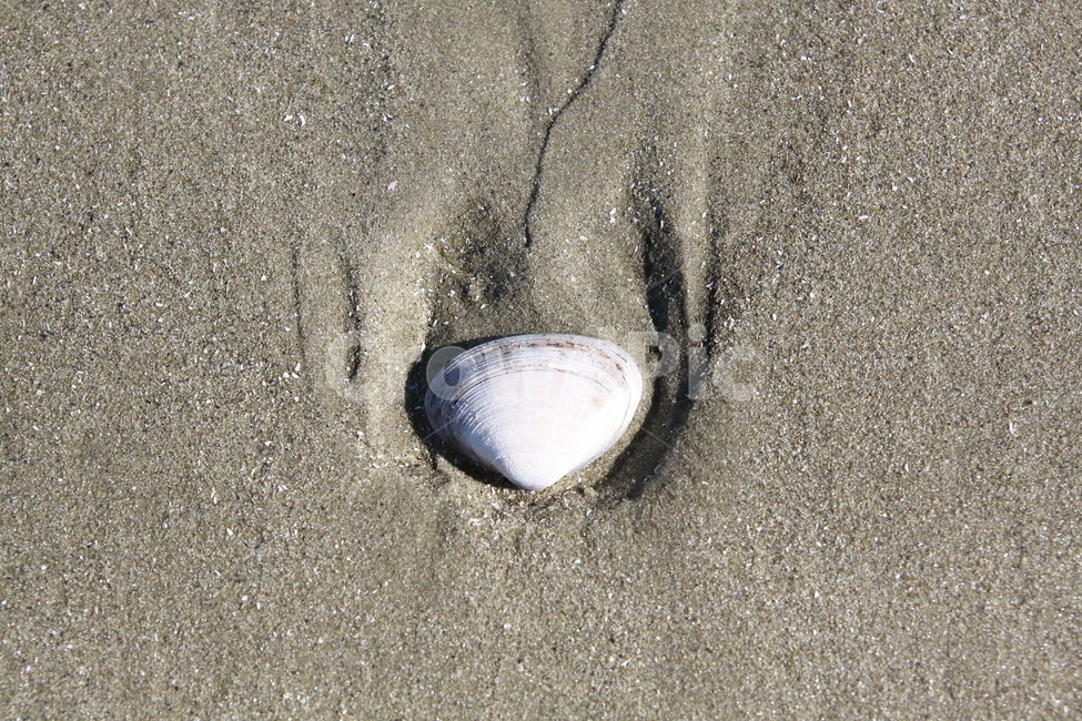 조개,모래밭,조개껍질,바다,해산물,생물,바지락,해변,바다,beach,sea