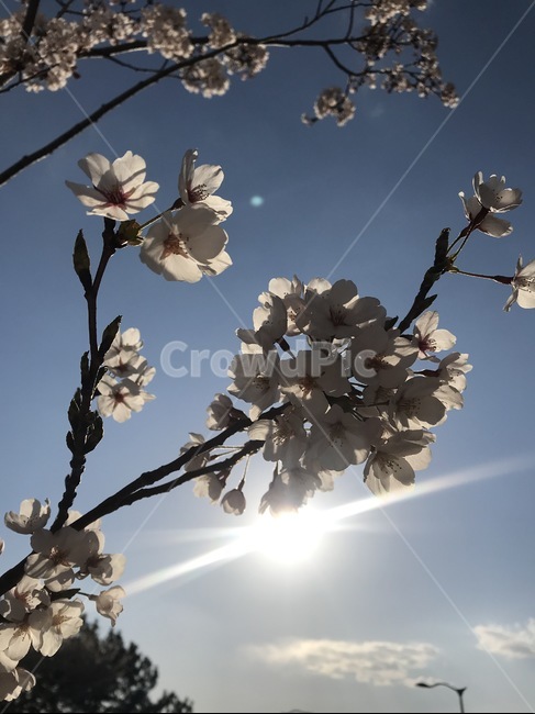 역광,벚나무,벚꽂,해,하늘,봄,계절,spring,season,식물,자연,plants,nature,꽃,flower,plant