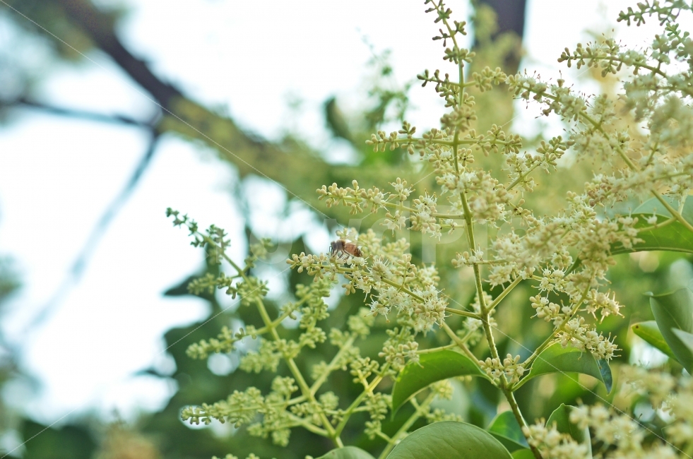 봄,꽃,꿀벌,자연,생명,아웃포커스,벌,식물,자연,plants,nature,꽃,flower,동물,animal,곤충,벌레,insect,bug