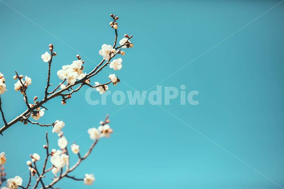 plant,식물,flower,blossom,spring,봄,twig,나뭇가지