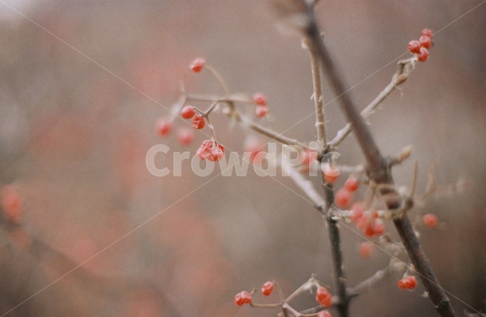 열매,가지,새싹,빨간열매,겨울,새돋움,감성사진,식물,자연,plants,nature