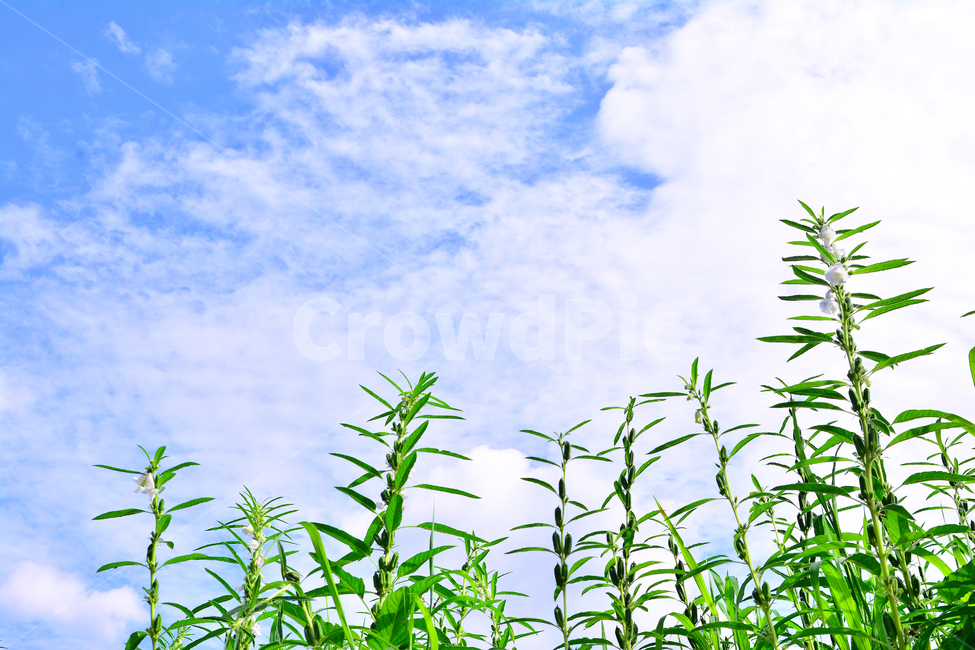 참깨,참깻잎,참기름,참깨밭,참깨꽃,고소한맛,건강식품,sesame,향기,식재료,초본,식물,1년초,밭농사,시골,재배,신선한,싱싱한,무성한,풍작,녹색,그린,green,하늘,구름,맑은날,식물,자연,plants,nature