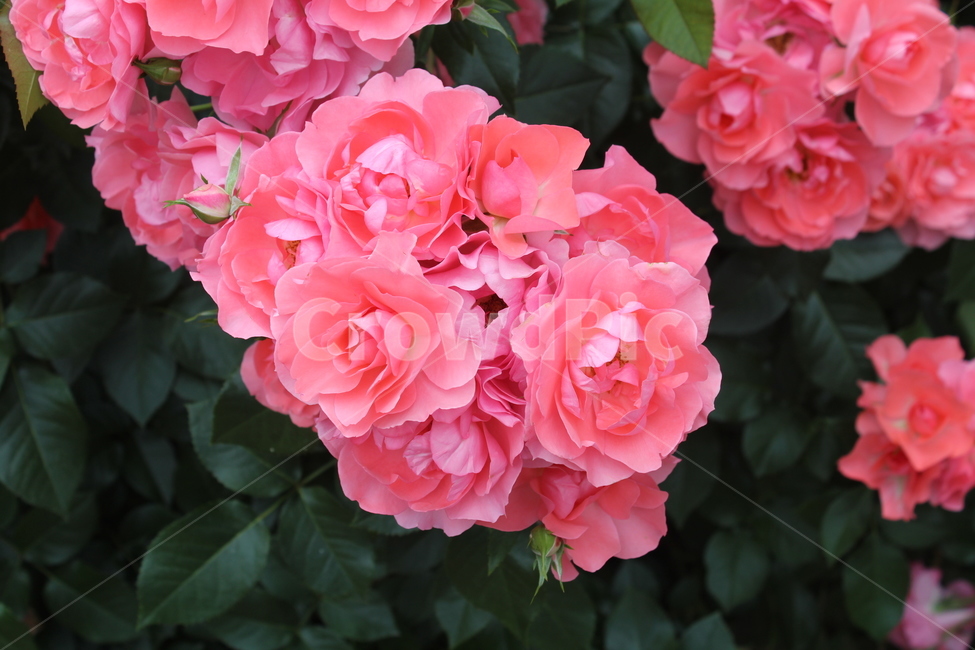 플라워,봄,만개,만개꽃,식물,장미,rose,꽃잎,꽃,식물,자연,plants,nature,꽃,flower