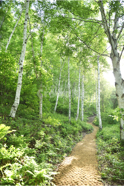 자작나무,숲,자작나무숲,길,숲길,자연,식물,자연,풍경,nature,landscape,path,통로,plant,tree,나무