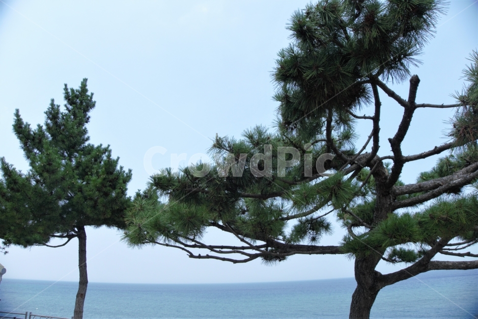 소나무,나무,해송,바닷가,tree,자연,nature,식물,자연,plants,nature,나무,trees,wood